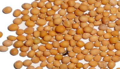 Yellow Mustard Seeds